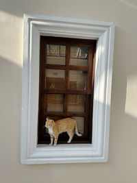 Cat looking through window