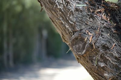 Bird perching on tree trunk