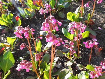 Close-up of wet pink flowers blooming outdoors