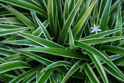 Full frame shot of plants