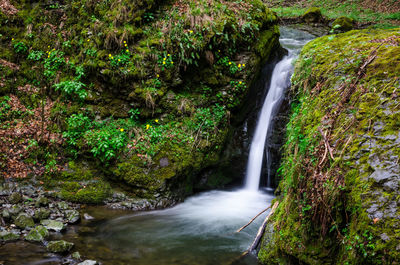 Scenic view of waterfall in forest