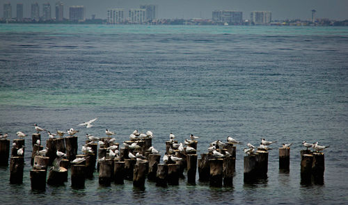 Flock of birds perching on sea