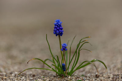 Close-up of purple crocus flowers