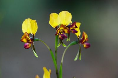 Close-up of yellow flowering plant