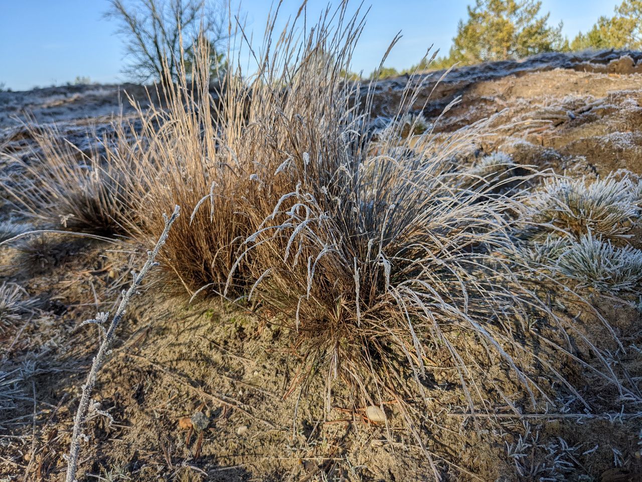 grass, plant, tree, winter, nature, frost, land, no people, natural environment, sky, prairie, wilderness, landscape, environment, day, tranquility, growth, beauty in nature, scenics - nature, dry, desert, outdoors, non-urban scene, snow, clear sky, cold temperature, field, tranquil scene, wetland, soil, sand