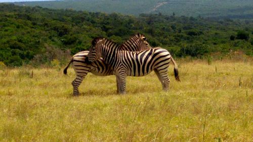 Zebra crossing on field