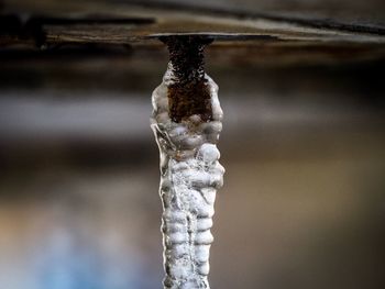 Close-up of icicles