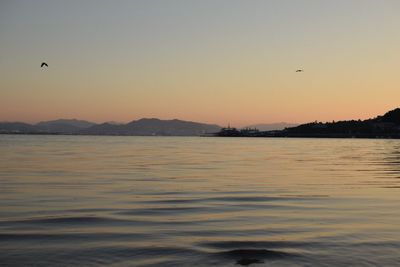 Bird flying over sea