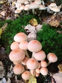 High angle view of mushrooms growing on field