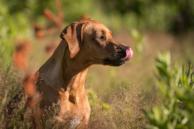 Close-up of dog outdoors kicking nose