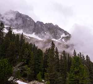 Low angle view of trees growing against mountain during winter