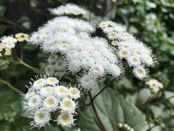 Close-up of white flowering plant