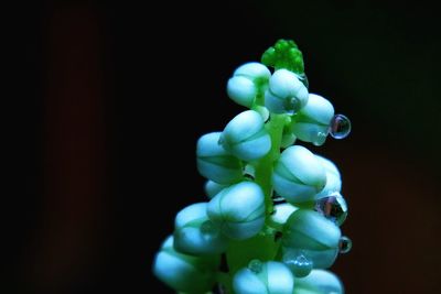 Close-up of flowers against black background