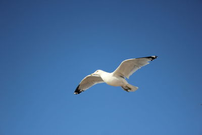 Low angle view of seagull flying