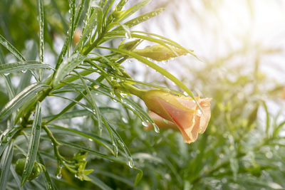 Close-up of wet plant