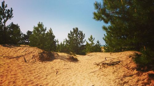 Trees on desert against sky