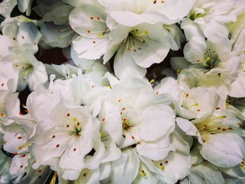 Full frame shot of white cherry blossoms