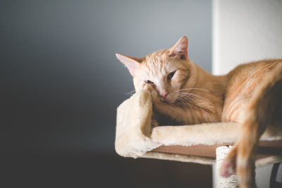 Close-up of cat yawning