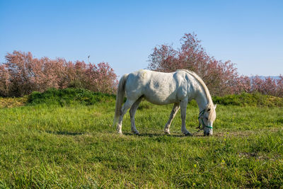 Horse in a field