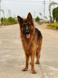 Close-up of dog running on road