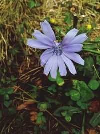 Close-up of purple flowers