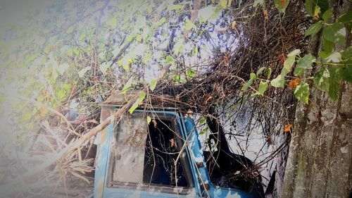 Plants against trees