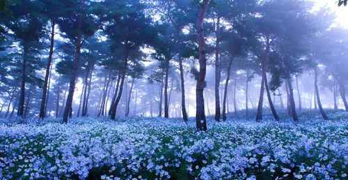 Low angle view of trees in forest against sky