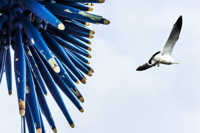 Low angle view of bird flying in sky