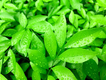 Close-up of water drops on leaves