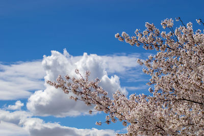 Low angle view of cherry blossoms against sky