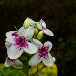 Close-up of purple flowers