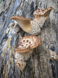 Close-up of mushrooms on tree trunk