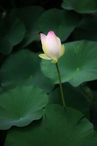 Close-up of lotus water lily in pond