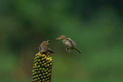 Bird flying