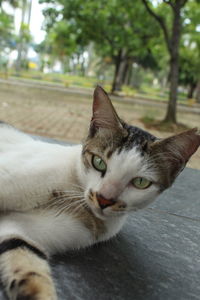 Close-up portrait of a cat