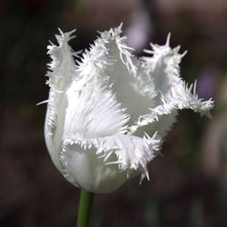 Close-up of white flowers blooming outdoors