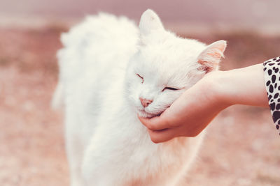 Close-up of hand holding cat