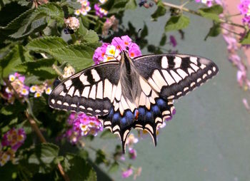 Close-up of butterfly on flower