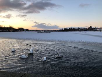 View of seagulls on sea during sunset