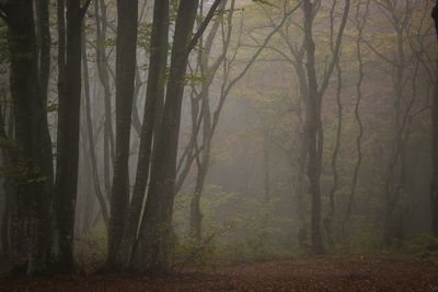 Trees in forest