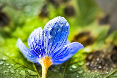 Close-up of purple crocus flower