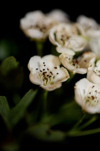 Close-up of white flowering plant