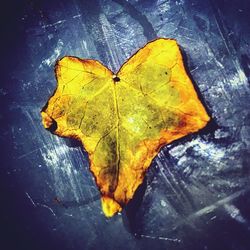 Close-up of yellow leaf on water