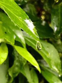 Close-up of insect on leaf