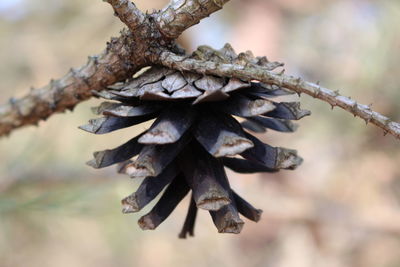 Close-up of dried plant