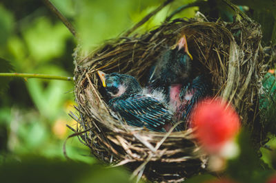 Close-up of bird in nest