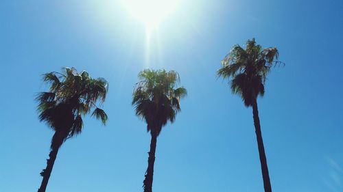 Low angle view of palm trees against clear blue sky on sunny day