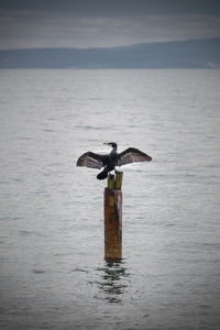 Bird flying over sea against sky