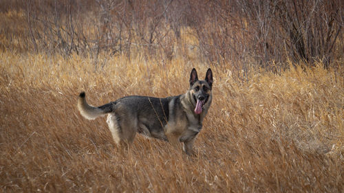 Portrait of a dog running