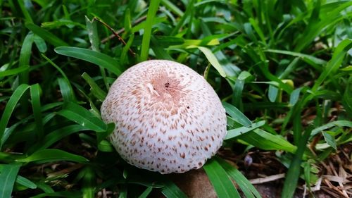 Close-up of plant growing on field